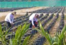 MIDAGRI: sector agropecuario experimentó crecimiento de 1,2% en primer semestre del año